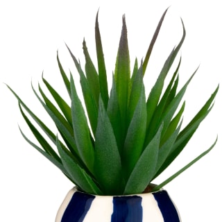 B&M Small Succulent