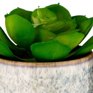B&M Scandi Shore Succulent