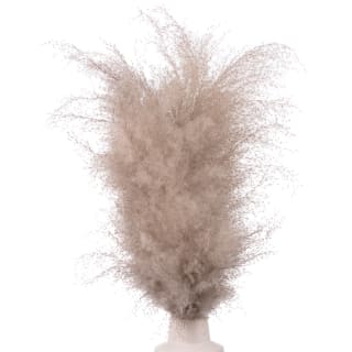 B&M Pampas In White Vase