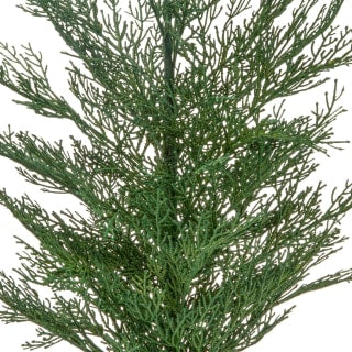 Bloom Conifer Tree In Plant Pot