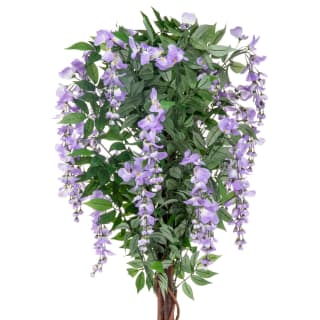 Bloom Wysteria Tree In Pot - Purple