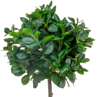 Bloom Premium Bay Tree