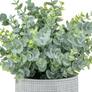 Bloom Eucalyptus In Cement Pot