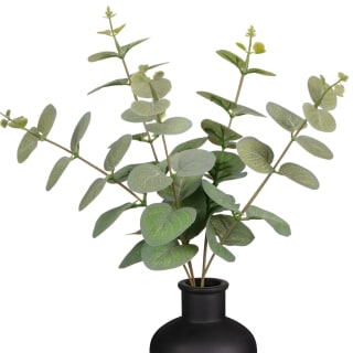 B&M Eucalyptus In Black Pot