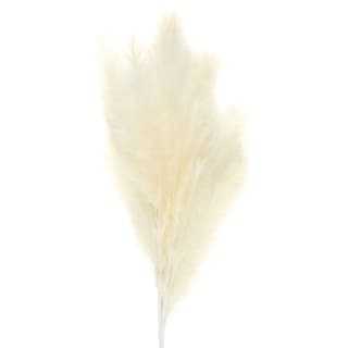 B&M Pampas Stem - Cream