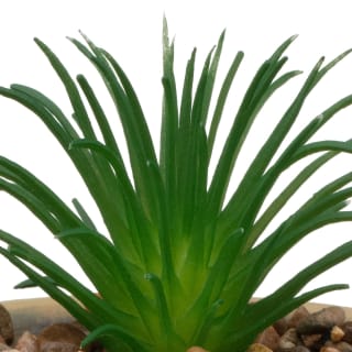 B&M Small Succulent Pot - Stone