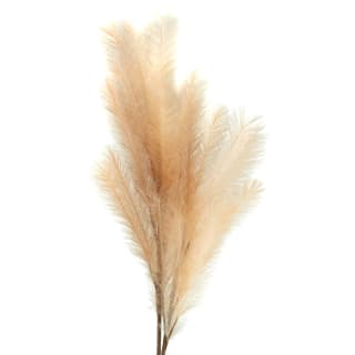 B&M Pampas Stem - Natural
