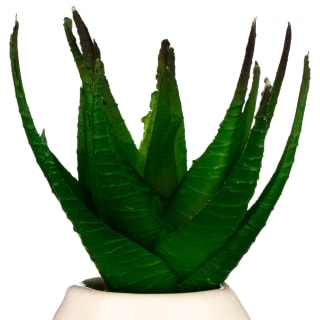 B&M Small Succulent