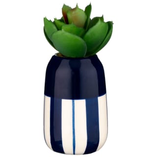 B&M Small Succulent