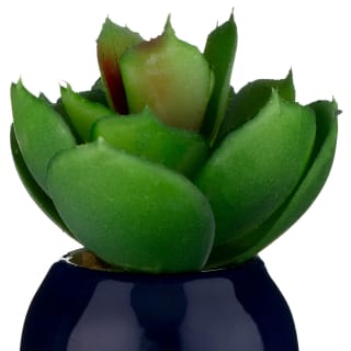 B&M Small Succulent