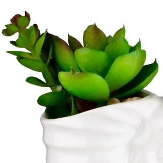 B&M Scandi Shore Small Shell Succulent