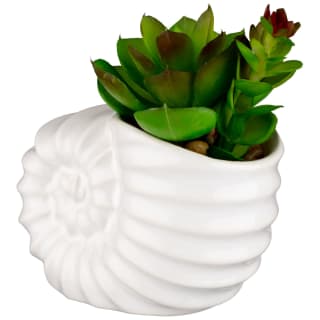 B&M Scandi Shore Small Shell Succulent