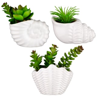 B&M Scandi Shore Small Shell Succulent