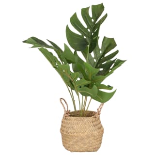 B&M Cheese Plant In Seagrass