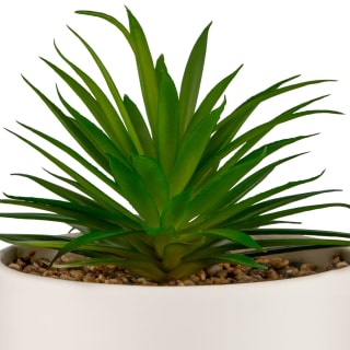 B&M Scandi Shore Succulent In White Pot