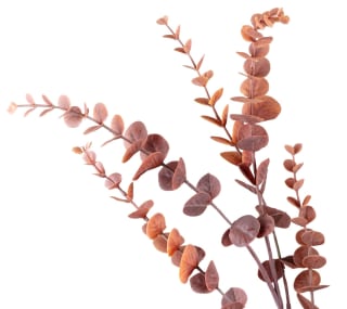 B&M Eucalyptus In Vase