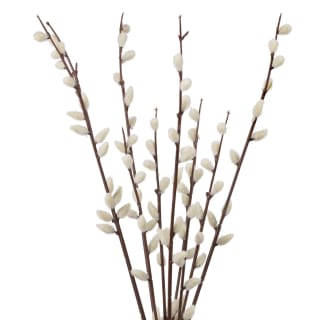 B&M Pussy Willow In White Vase