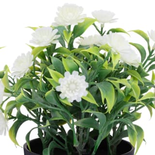 Bloom Daisies In Pot - White
