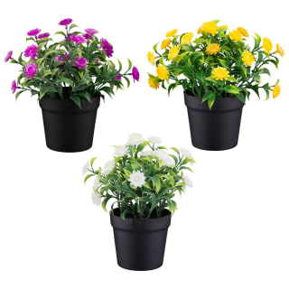 Bloom Daisies In Pot - White