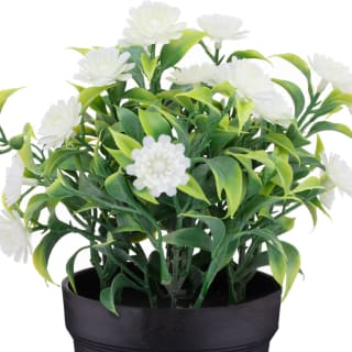 Bloom Daisies In Pot - White