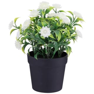 Bloom Daisies In Pot - White