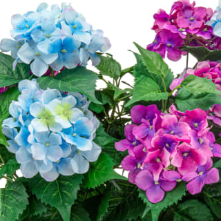 Bloom Basic Window Box - Hydrangea