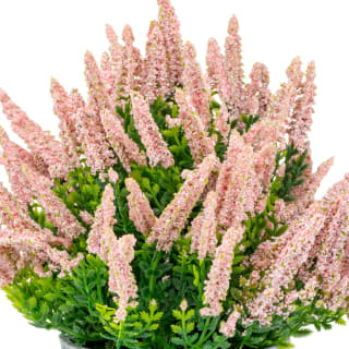 Bloom Heather In Plant Pot - Light Pink