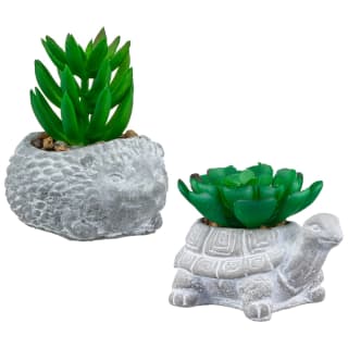 Bloom Mini Animal Succulent - Hedgehog