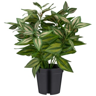 Bloom Basic Plant