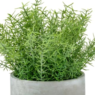 Bloom Large Green Foliage In Cement Pot