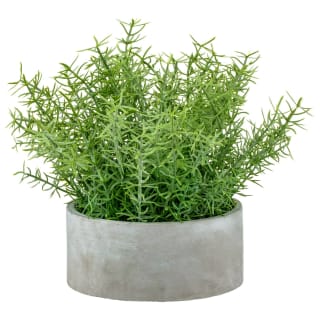 Bloom Large Green Foliage In Cement Pot