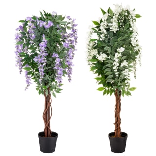 Bloom Wysteria Tree In Pot - Purple