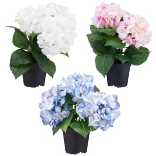 Bloom Hydrangea In Pot - Pink