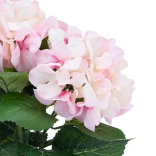 Bloom Hydrangea In Pot - Pink