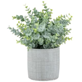 Bloom Eucalyptus In Cement Pot