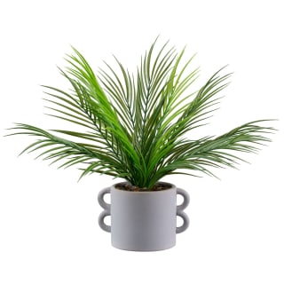 B&M Fern In Double Handle Pot