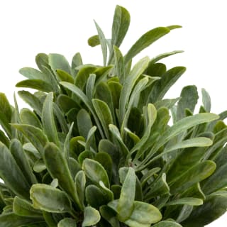 B&M Foliage In Seagrass Pot