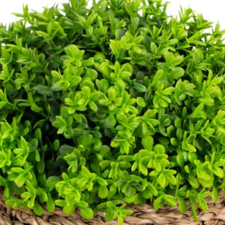 B&M Bush In Seagrass Pot