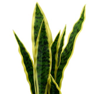 B&M Snake Plant In Pot